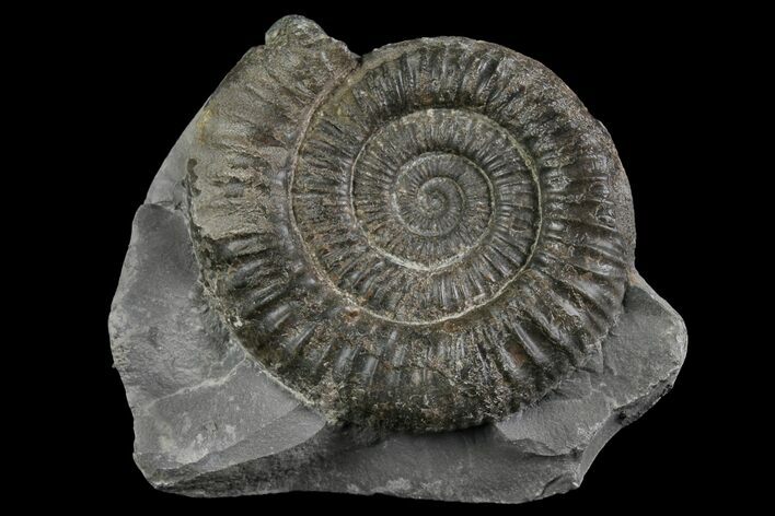 Ammonite (Dactylioceras) Fossil - England #174275